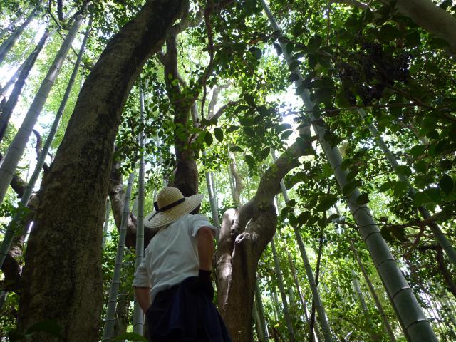 久々の亀蔵原木、ヤマモモの季節
