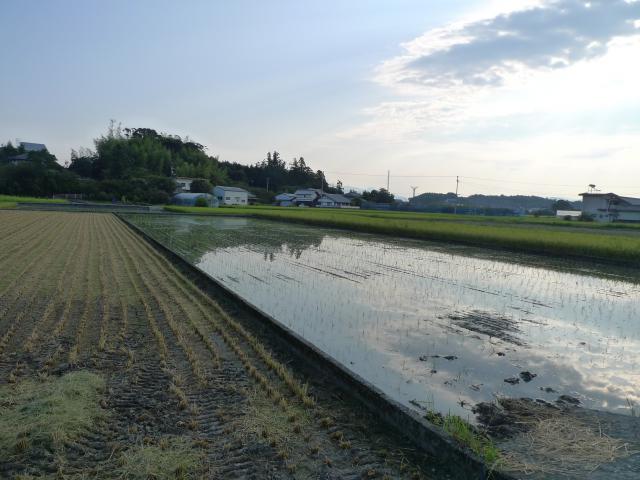 稲刈りと田植え