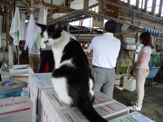 ホルスタイン種の猫