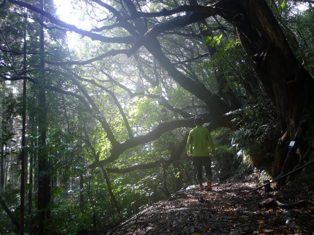 山の神原生林は、なぜ、山の神か