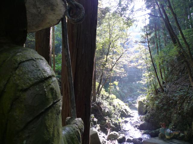 北山越え、眼の前の杉の木