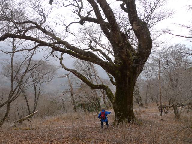 一年振り、三嶺