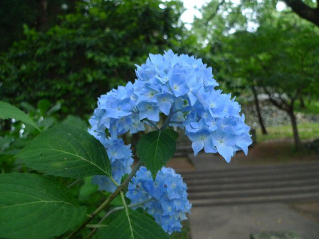 紫陽花の季節がはじまりました