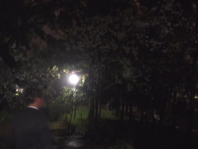満開の桜