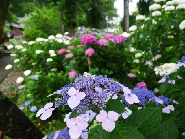 六條八幡宮、紫陽花、手水石巨大化競争
