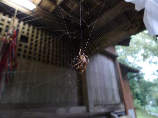 蜘蛛の巣と「べき乗」則