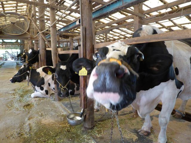 牛乳のおいしさとは