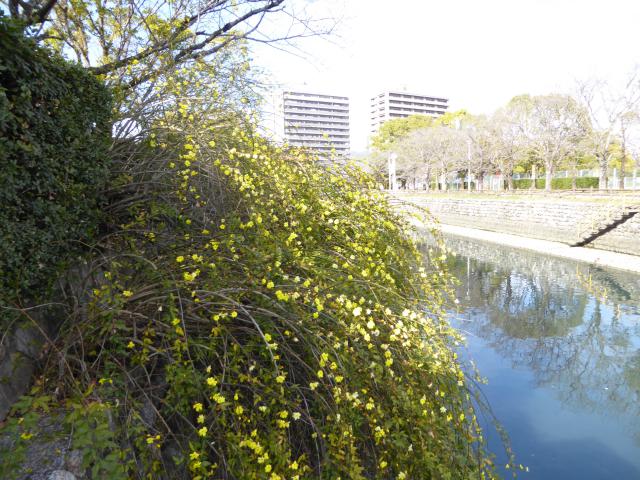 黄梅と寺田寅彦と馬場孤蝶と槙村浩