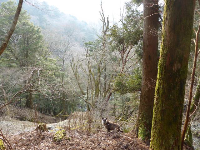 深山に、ひとり