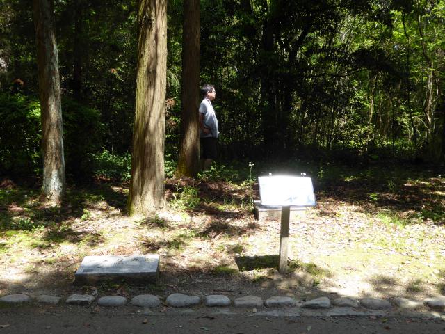 アメリカ館の森