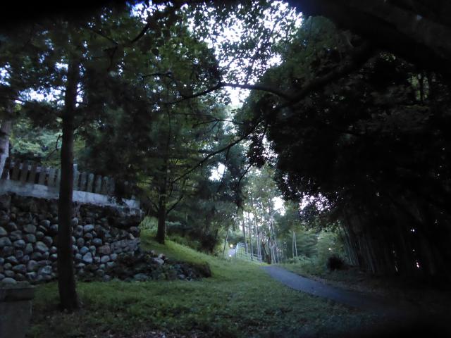 鎮守の森のトンビ