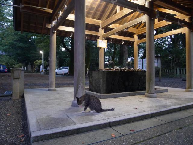 口をモグモグさせながら顔を洗う、猫