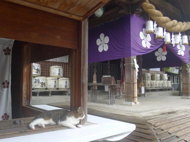 猫と神社