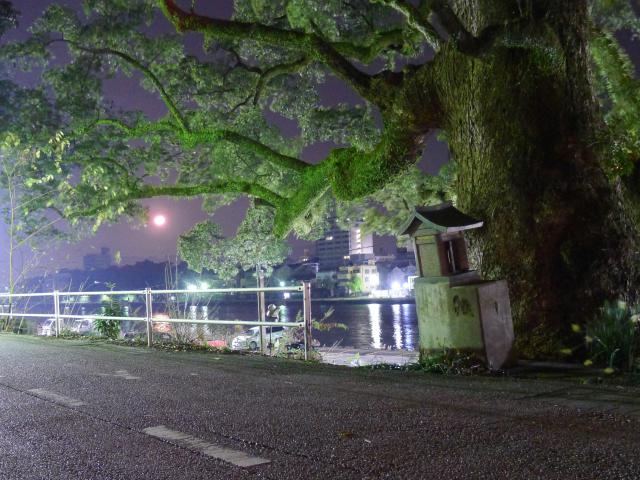 天神の大クスノキ、樹齢の謎