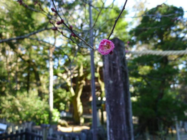 初天神、飛龍梅、菅公
