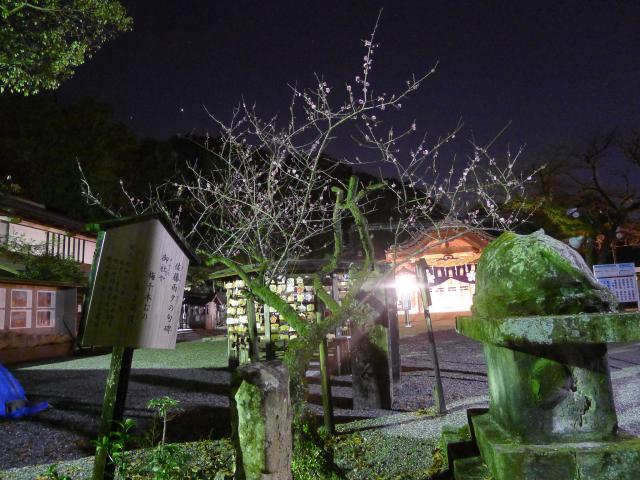 春の天満宮、梅、鬼頭良之助、寒椿