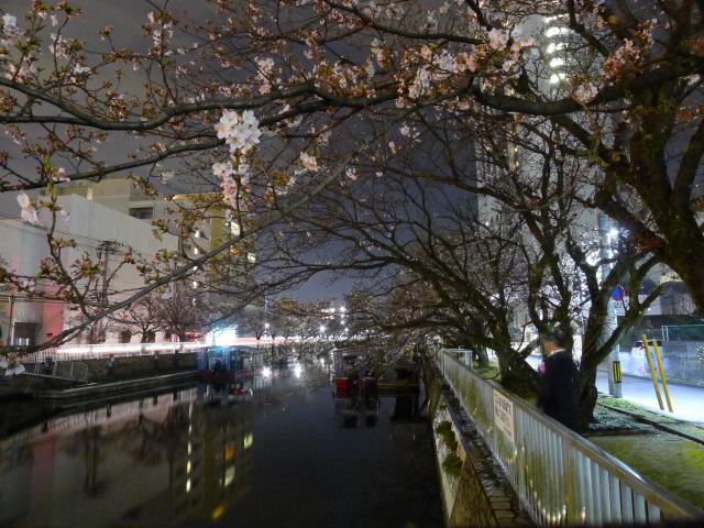 酪農組合の花見と未来