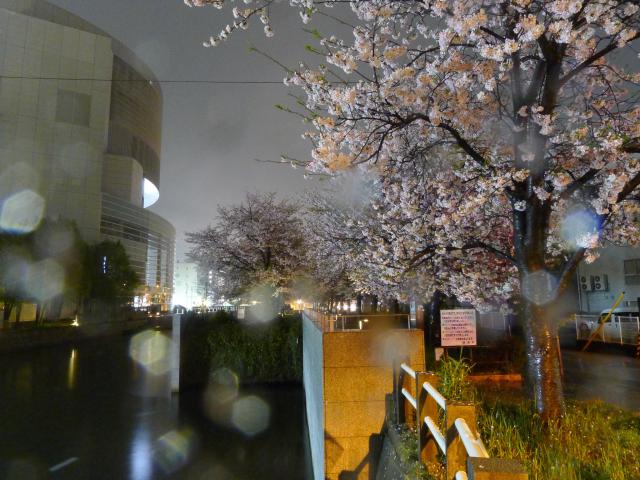 浅田の桜
