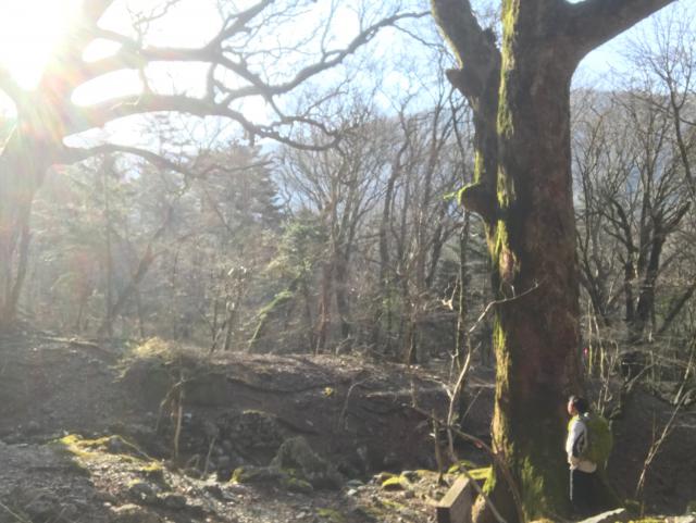 久々の三嶺。巨木。原生林。