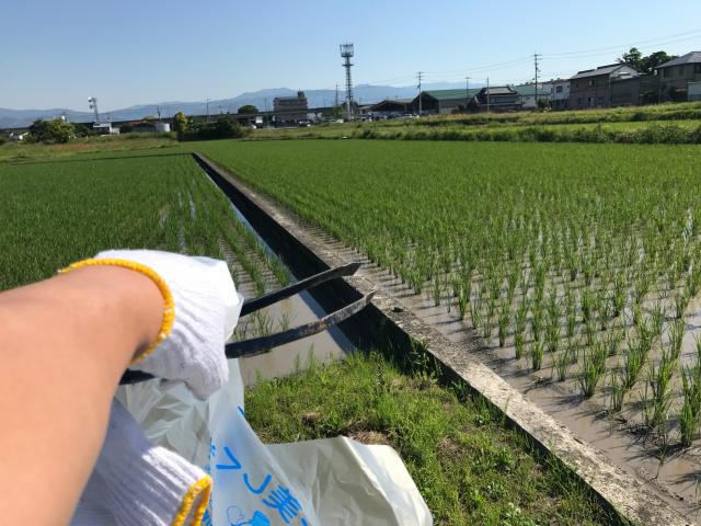 清掃活動、田んぼ、寛政、天明の飢饉、ラキ火山とフランス革命