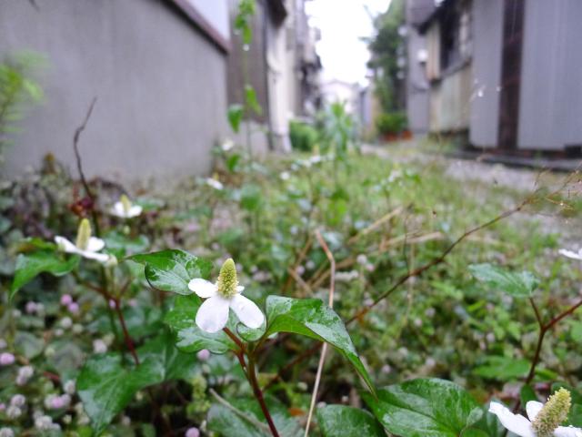 雨の路地、ハイジのヤギミルクの味
