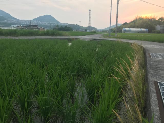 住吉野