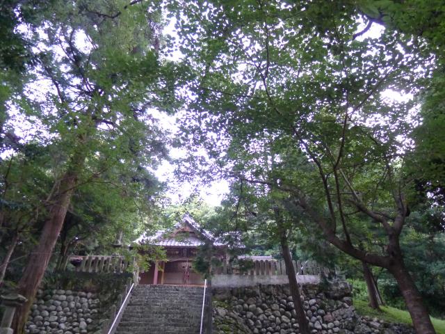 鎮守の森でトンビがピーヒョロ