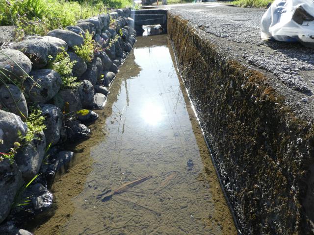 生痕化石、大量絶滅、爆発的進化、桜の開花
