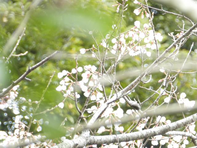 みえる、みえる。