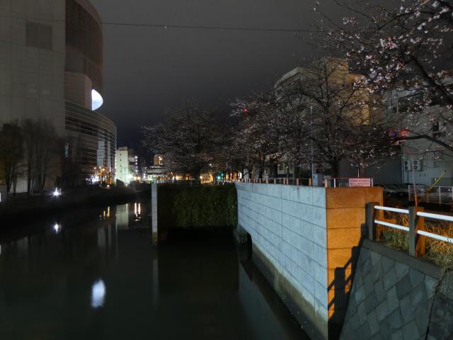 九反田の桜、フクちゃん桜