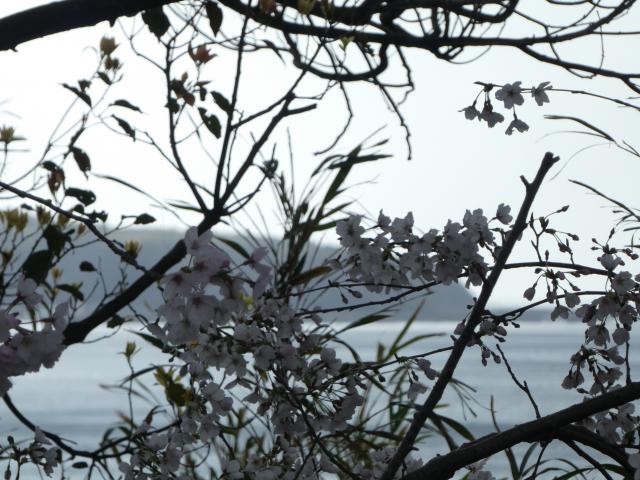桜満開、地球の営み