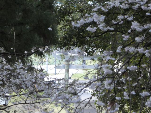 山鳥の ほろほろと鳴く 森