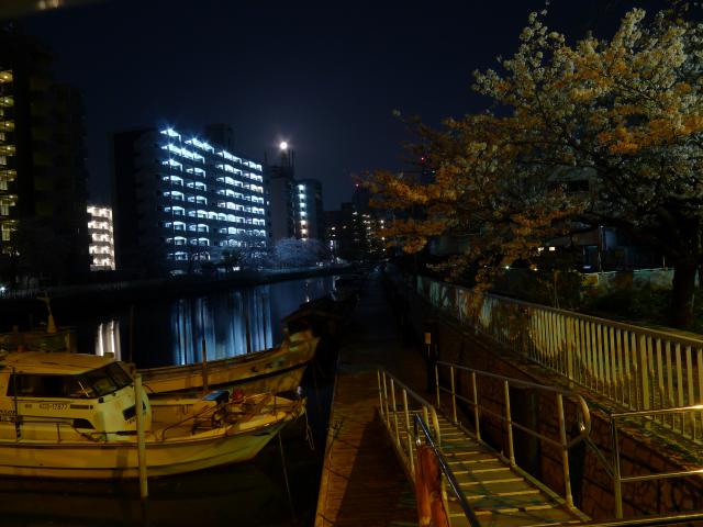 常盤の松から桜並木へ