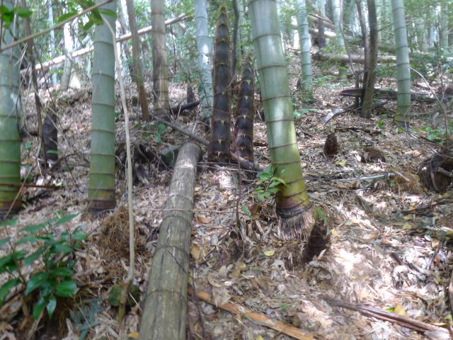 雨後の筍