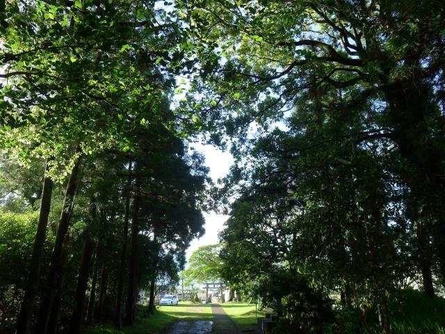 夏の杜、高知の寺町