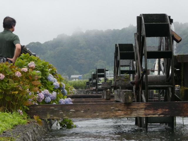 野中兼山とアジサイと水車