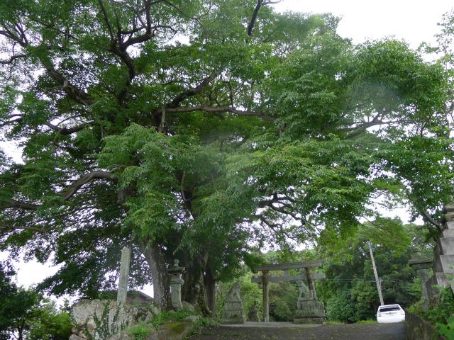 アメダス、クスノキ、物部川