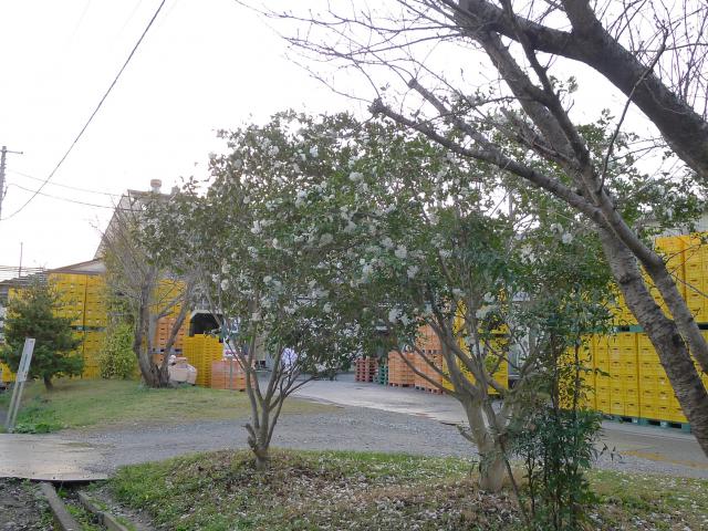 武蔵野の風景と山茶花