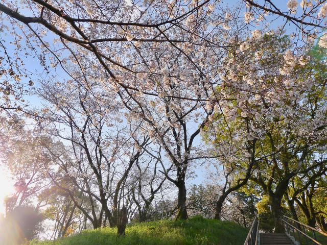辷山の桜、満開