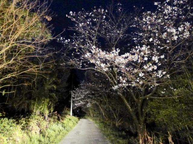 花之丞さんのDNA