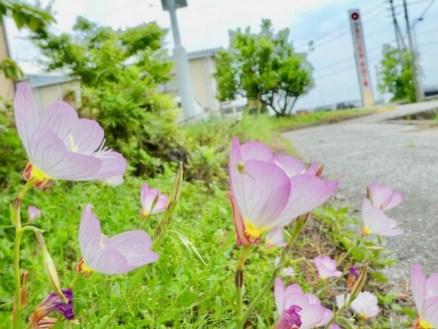 昼咲き月見草