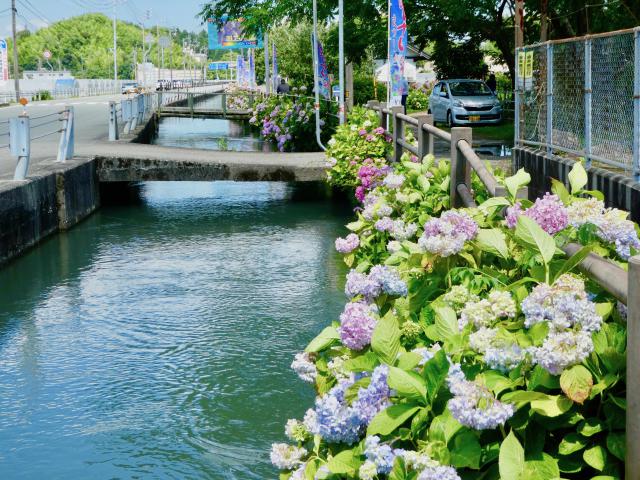 本家あじさい街道の思い
