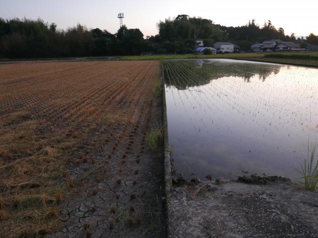 住吉野の開拓と二期作