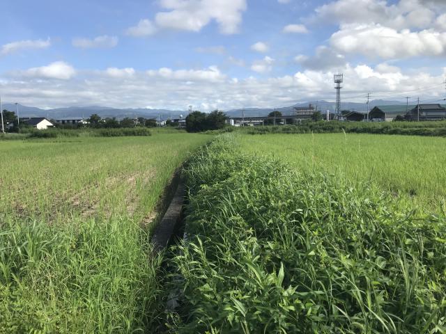 水が豊富で固い地盤で津波がこない