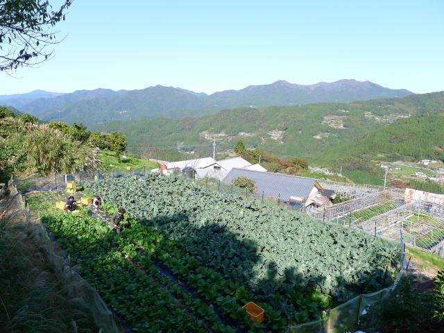 怒田の朝、収穫の朝