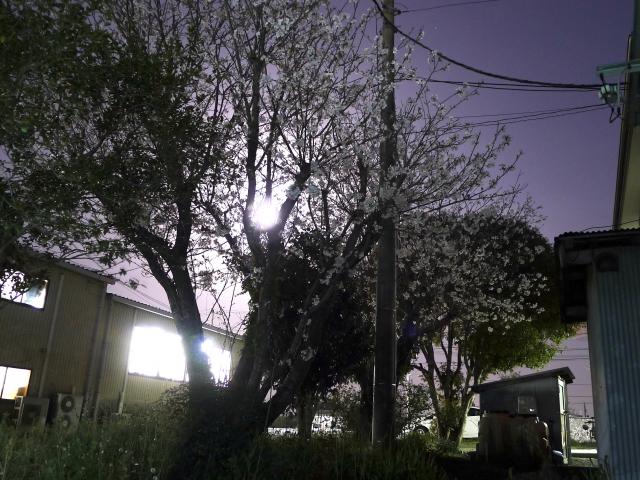桜と月と、人の心