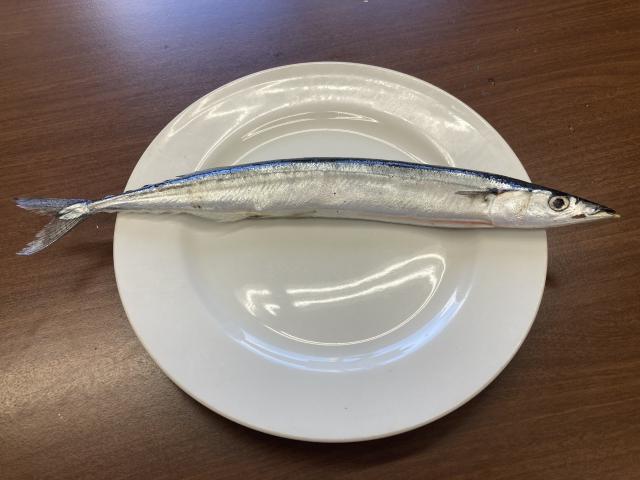 サンマ考