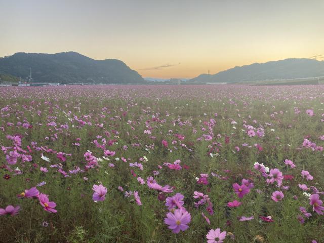 岩屋山の神々とコスモス