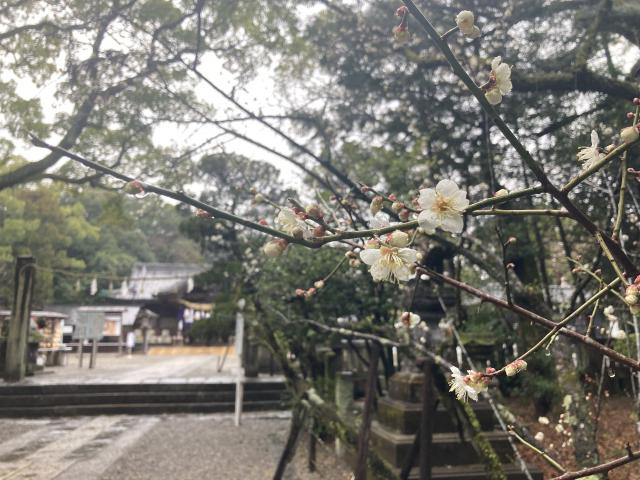 梅と天満宮と磐座とコロナ