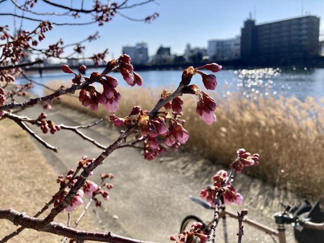 鏡川の桜と、須崎